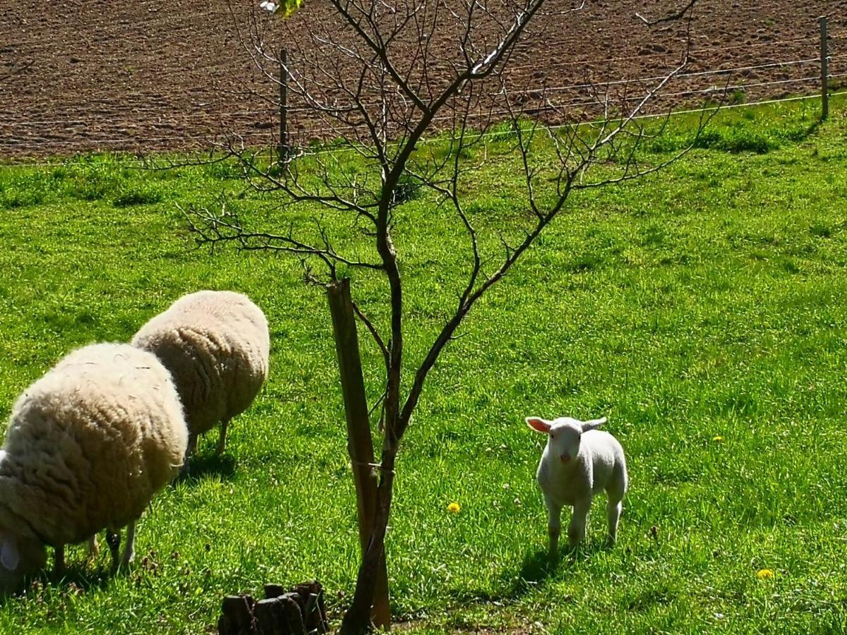 Ferienwohnungen 1 Bis 4 "Pumphut'S Scheune" Lengenfeld (Saxony) Exterior foto