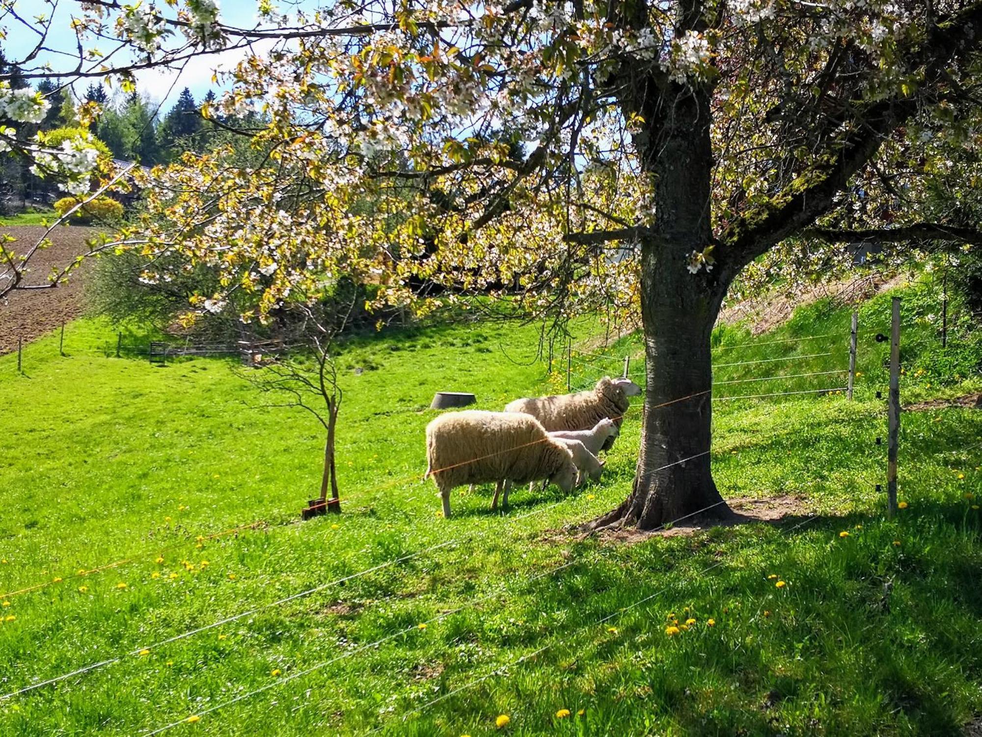 Ferienwohnungen 1 Bis 4 "Pumphut'S Scheune" Lengenfeld (Saxony) Exterior foto